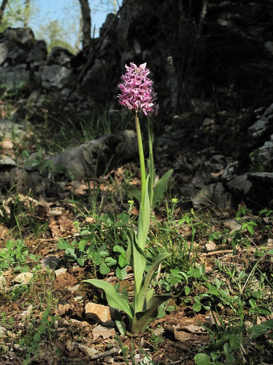 Orchis simia